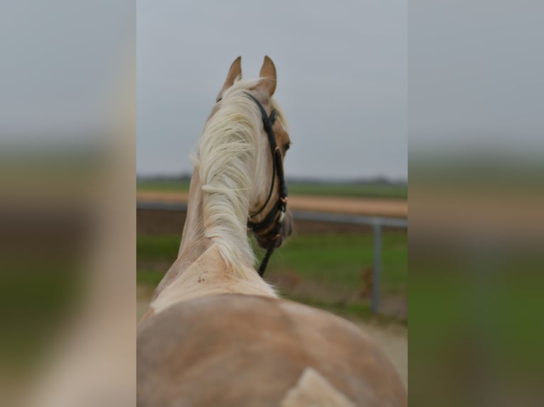 PNR Caballo castrado 3 años 142 cm Palomino in Geilenkirchen