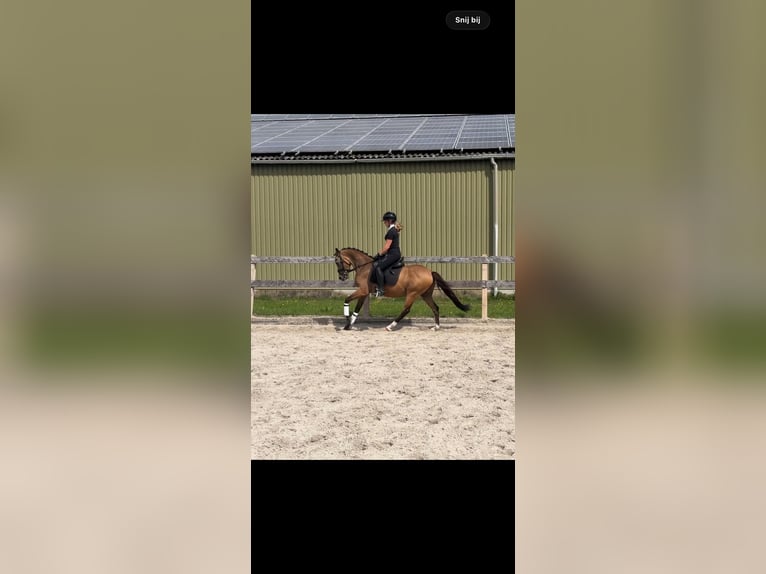 PNR Caballo castrado 3 años 143 cm  in Schijndel
