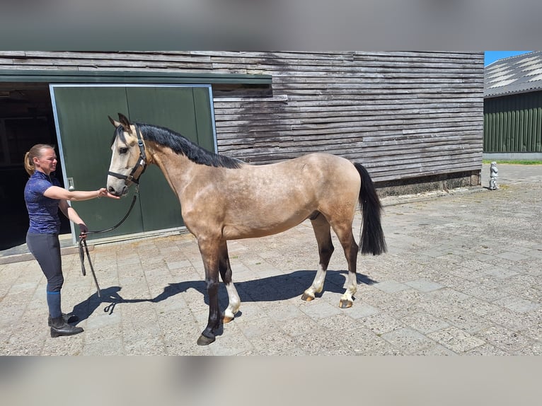 PNR Mestizo Caballo castrado 3 años 145 cm Bayo in Daarlerveen