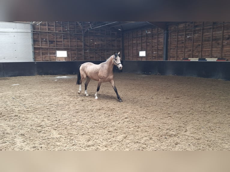 PNR Mestizo Caballo castrado 3 años 145 cm Bayo in Daarlerveen