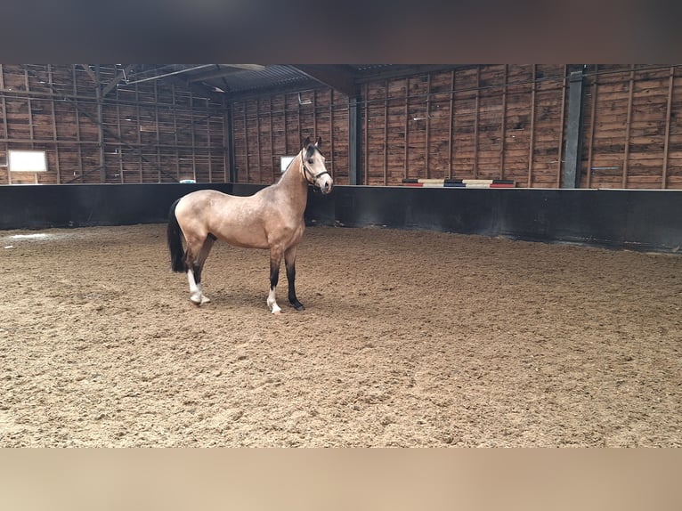 PNR Mestizo Caballo castrado 3 años 145 cm Bayo in Daarlerveen