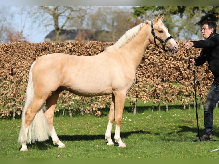PNR Caballo castrado 3 años 145 cm Palomino in Herwen
