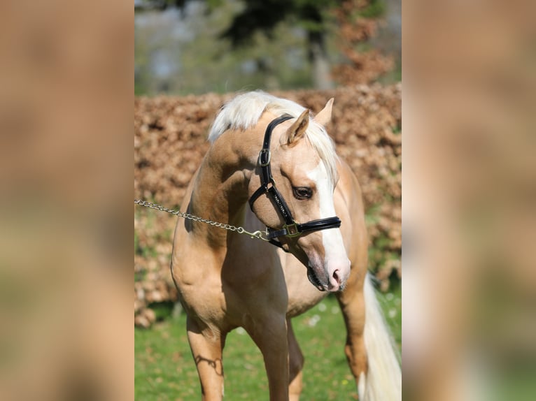 PNR Caballo castrado 3 años 145 cm Palomino in Herwen