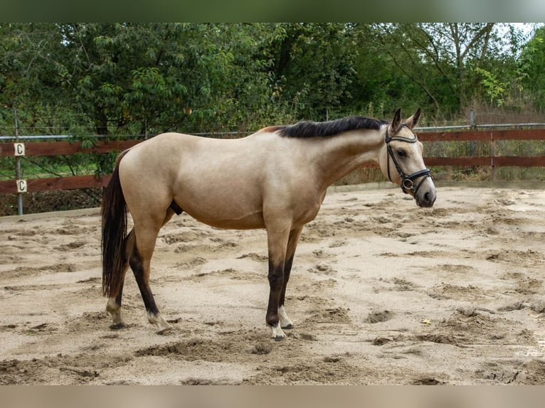 PNR Caballo castrado 3 años 146 cm Buckskin/Bayo in Nistelrode