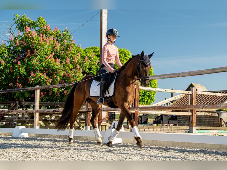 PNR Caballo castrado 3 años 148 cm Morcillo in Heeswijk-Dinther