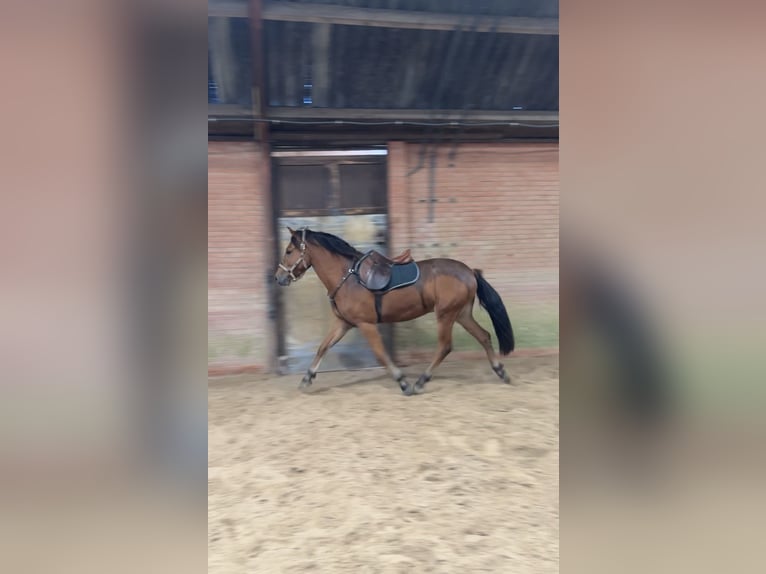 PNR Mestizo Caballo castrado 3 años 152 cm Castaño in Bornerbroek