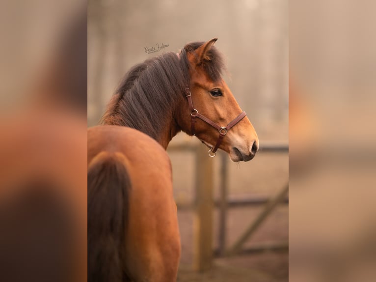 PNR Mestizo Caballo castrado 3 años 152 cm Castaño in Bornerbroek