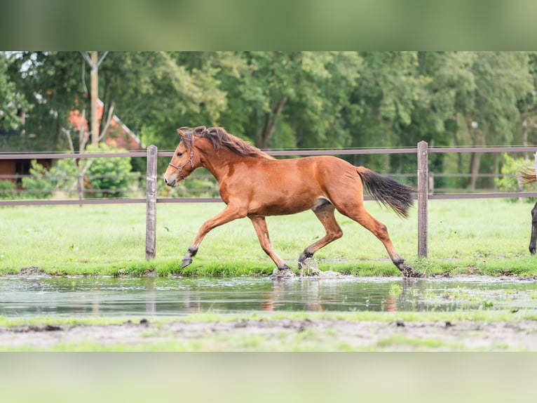 PNR Mestizo Caballo castrado 3 años 152 cm Castaño in Bornerbroek