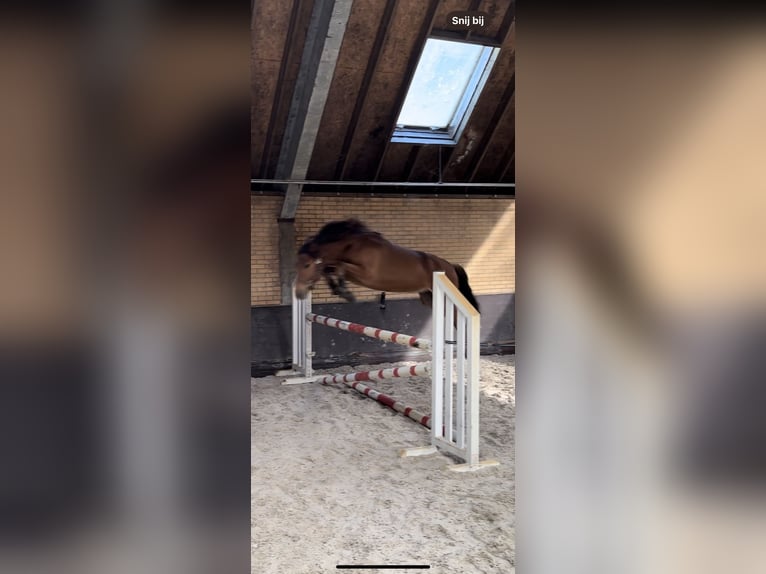 PNR Mestizo Caballo castrado 3 años 152 cm Castaño in Bornerbroek