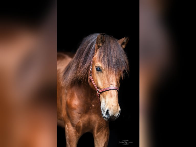 PNR Mestizo Caballo castrado 3 años 152 cm Castaño in Bornerbroek