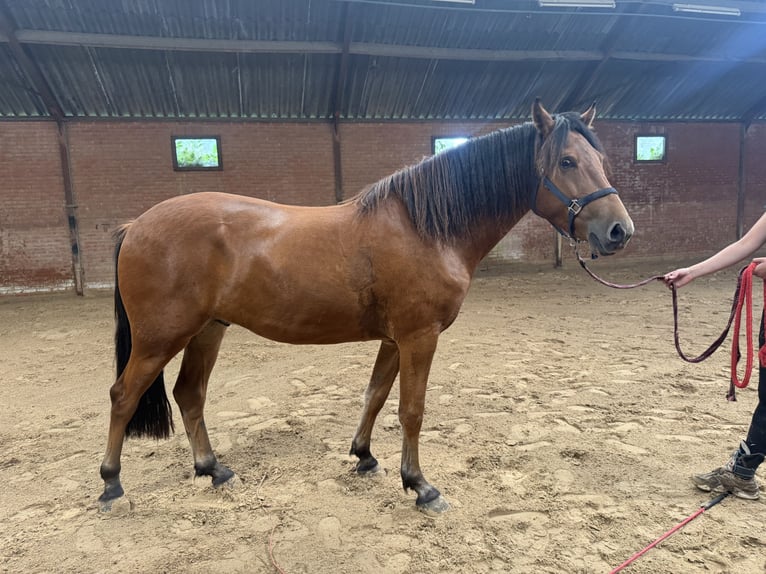 PNR Mestizo Caballo castrado 3 años 152 cm Castaño in Bornerbroek