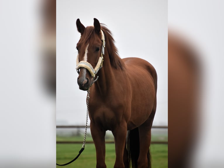 PNR Caballo castrado 3 años 155 cm Alazán in Oudewater