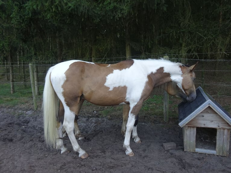 PNR Caballo castrado 3 años 163 cm Buckskin/Bayo in Well L