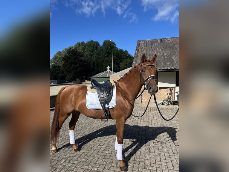 PNR Caballo castrado 3 años 165 cm Alazán rojizo in Roermond