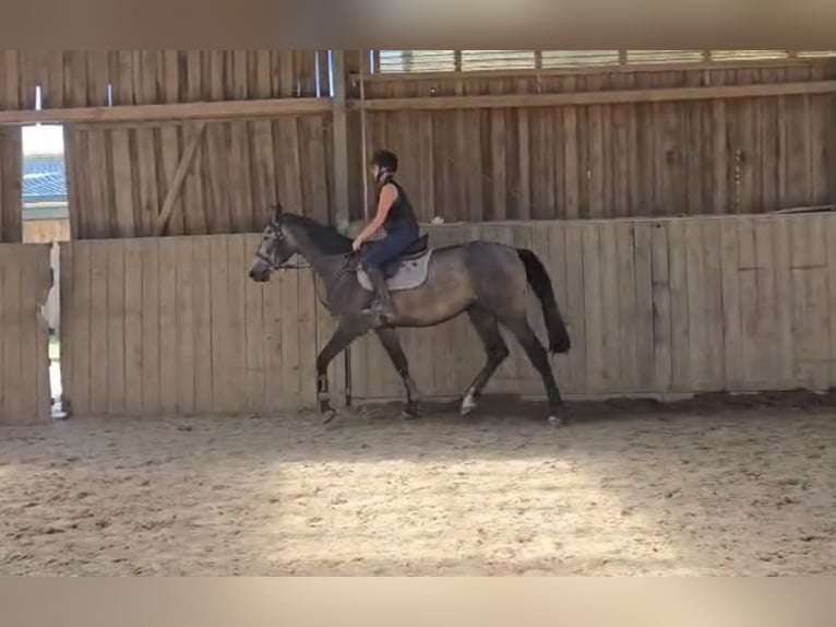 PNR Caballo castrado 3 años 172 cm  in Waidhaus