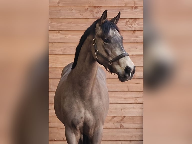 PNR Caballo castrado 3 años  in Den Ham