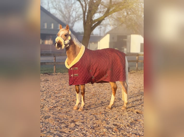 PNR Caballo castrado 4 años 145 cm Palomino in Emmen