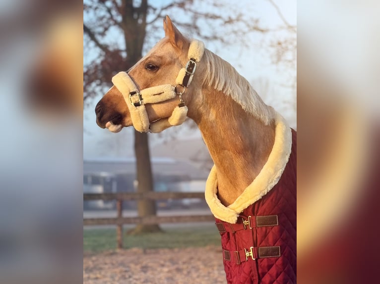 PNR Caballo castrado 4 años 145 cm Palomino in Emmen