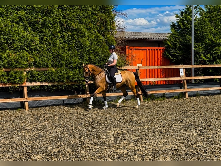 PNR Caballo castrado 4 años 146 cm Bayo in Hellouw