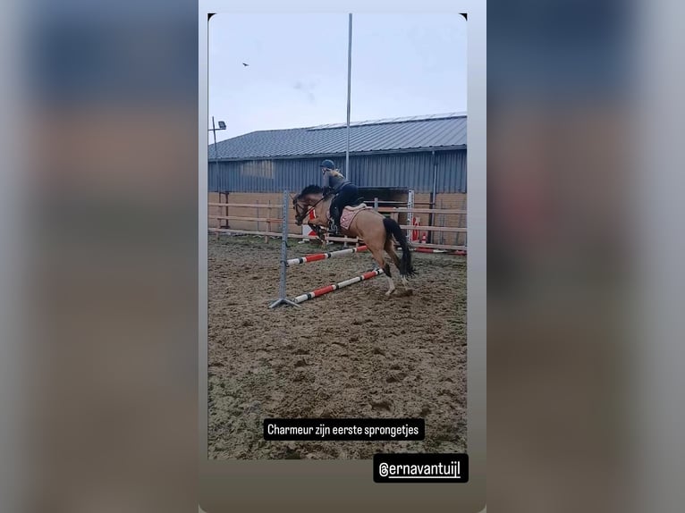 PNR Caballo castrado 4 años 146 cm Bayo in Hellouw
