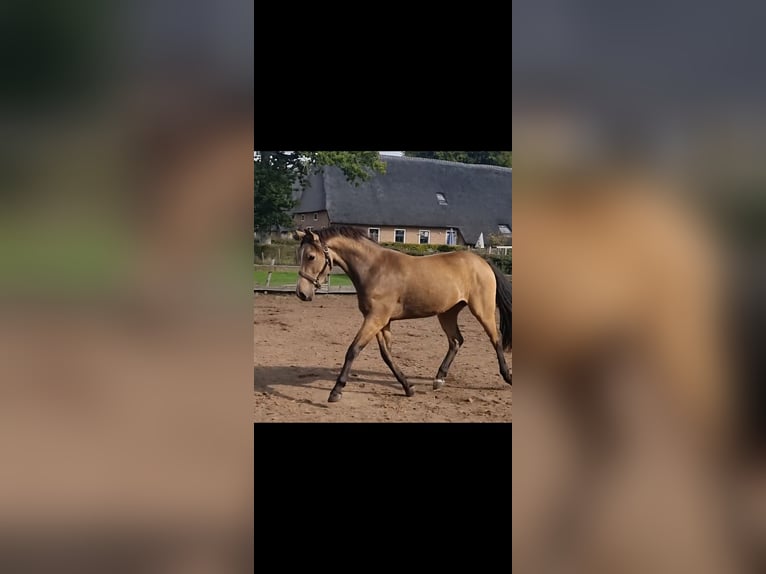 PNR Caballo castrado 4 años 155 cm Bayo in Zwinderen