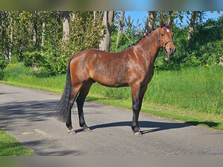 PNR Mestizo Caballo castrado 4 años 155 cm Castaño in Wijdewormer