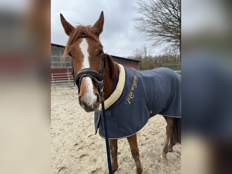 PNR Caballo castrado 4 años 157 cm Alazán in Dülmen