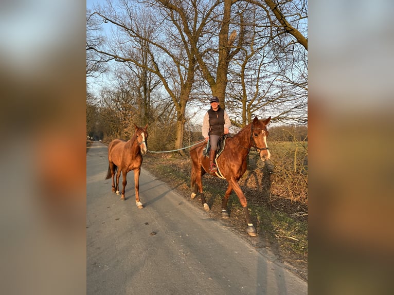 PNR Caballo castrado 4 años 157 cm Alazán in Dülmen