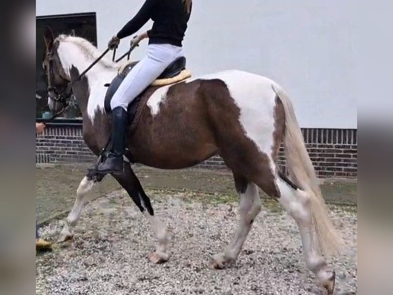 PNR Caballo castrado 4 años 163 cm Buckskin/Bayo in Well L