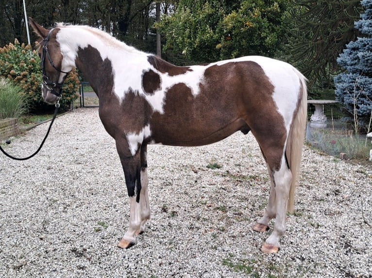 PNR Caballo castrado 4 años 163 cm Buckskin/Bayo in Well L