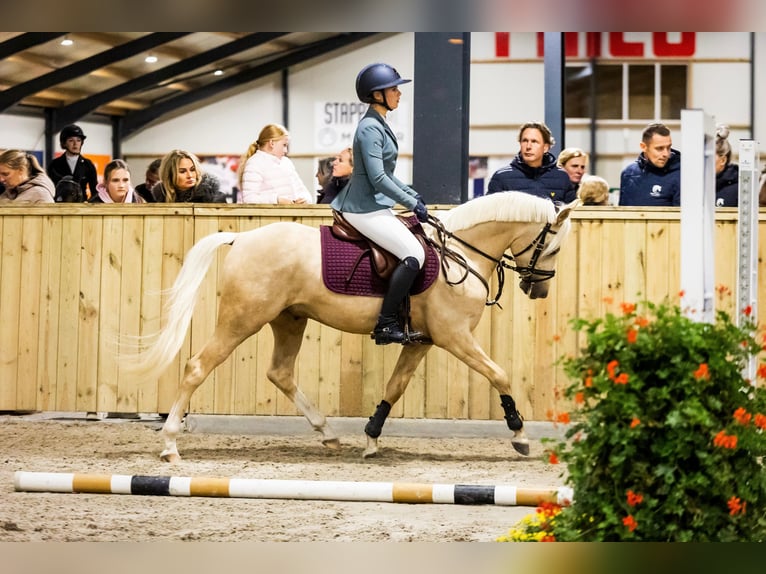 PNR Caballo castrado 5 años 144 cm Palomino in Warmenhuizen