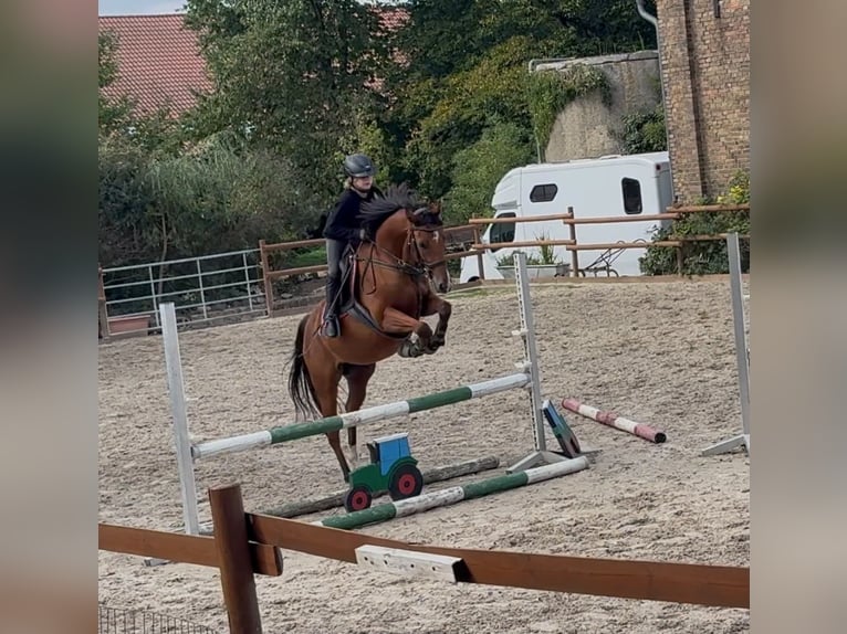 PNR Caballo castrado 5 años 156 cm Castaño in Flöthe