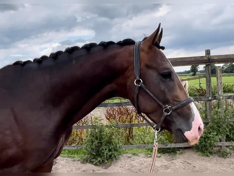 PNR Caballo castrado 5 años 160 cm Castaño in Barneveld