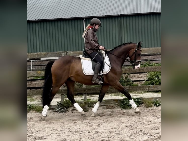 PNR Caballo castrado 5 años 160 cm Castaño oscuro in Barneveld