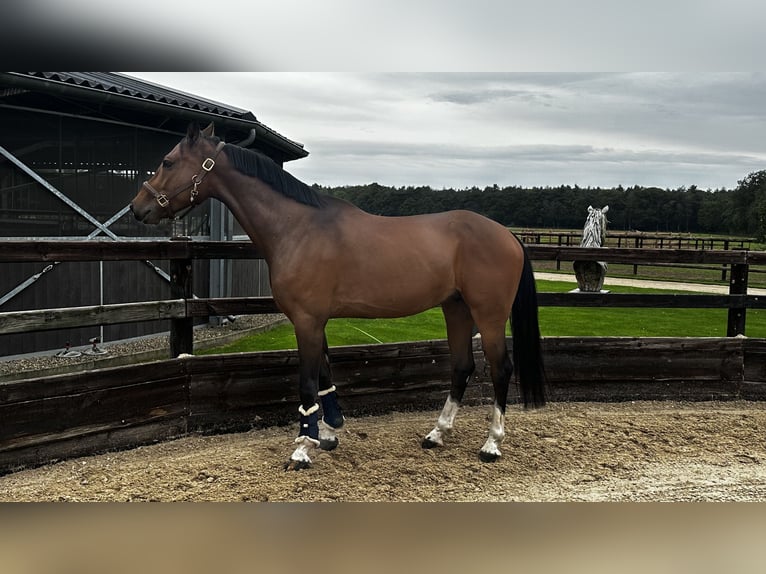 PNR Caballo castrado 5 años 163 cm Castaño rojizo in Retie