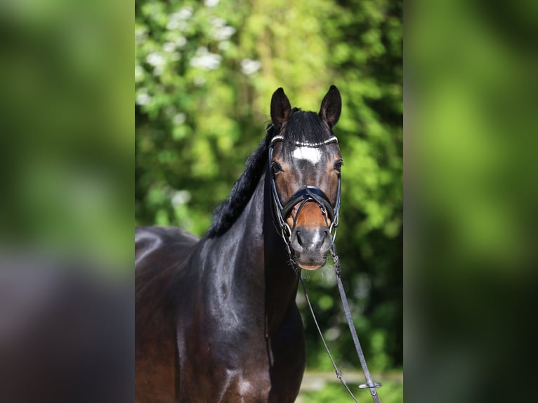 PNR Caballo castrado 6 años 150 cm Castaño in Göppingen