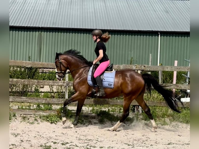 PNR Caballo castrado 6 años 160 cm Castaño in Barneveld