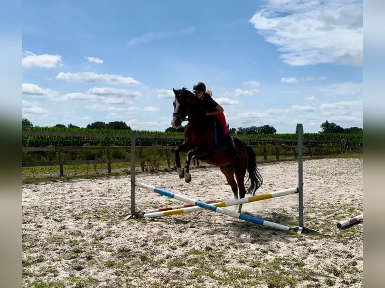 PNR Caballo castrado 6 años 160 cm Castaño in Barneveld
