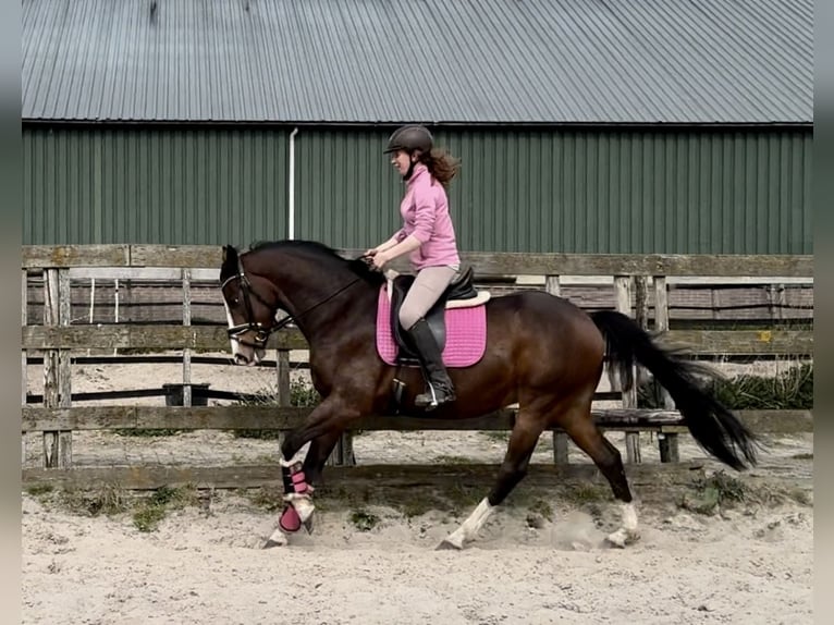 PNR Caballo castrado 6 años 160 cm Castaño oscuro in Barneveld