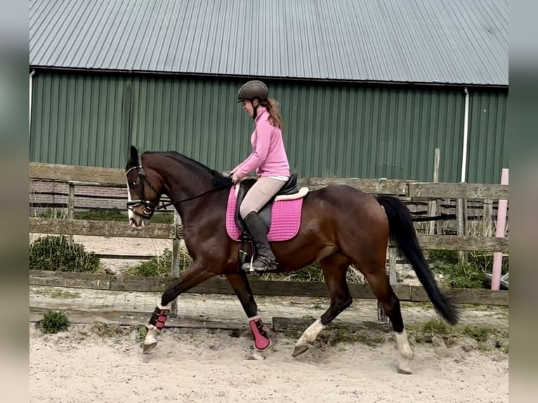 PNR Caballo castrado 6 años 160 cm Castaño oscuro in Barneveld