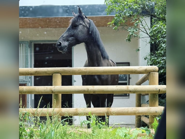 PNR Caballo castrado 6 años 165 cm Negro in Berschweiler