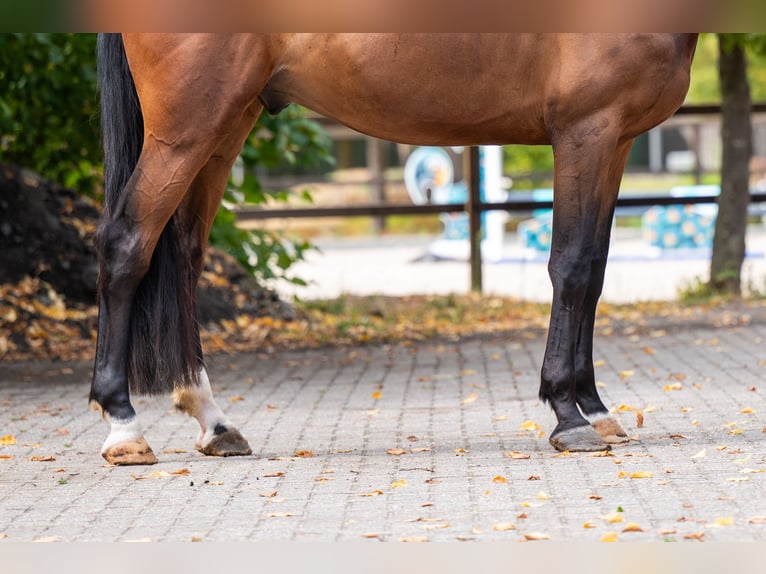 PNR Caballo castrado 6 años 174 cm Castaño in Kaulille