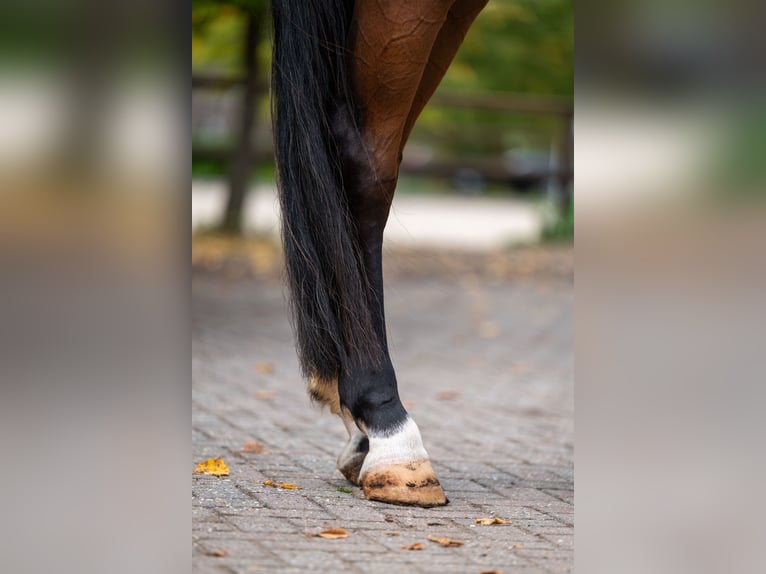 PNR Caballo castrado 6 años 174 cm Castaño in Kaulille