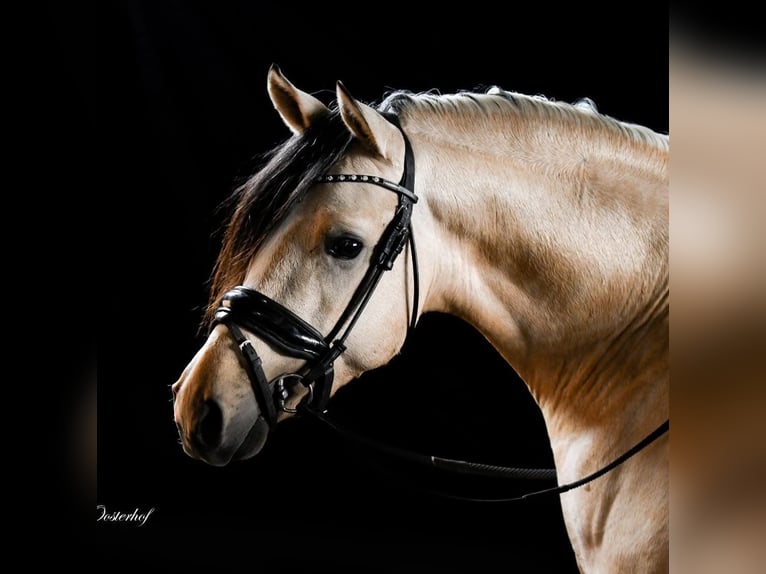PNR Caballo castrado 7 años 147 cm Bayo in Ouderkerk aan de Amstel