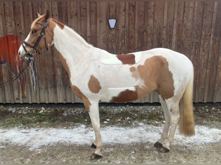 PNR Caballo castrado 7 años 147 cm Pío in Annenheim