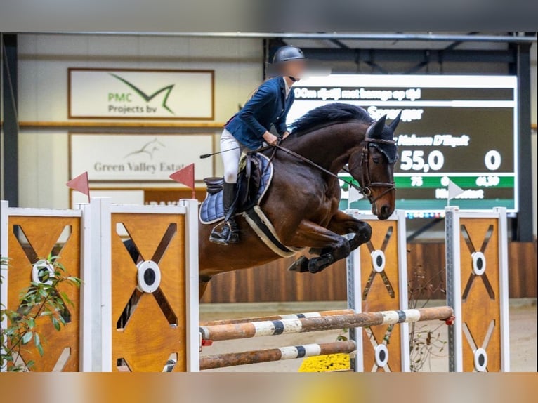 PNR Caballo castrado 7 años 162 cm Castaño oscuro in Leende
