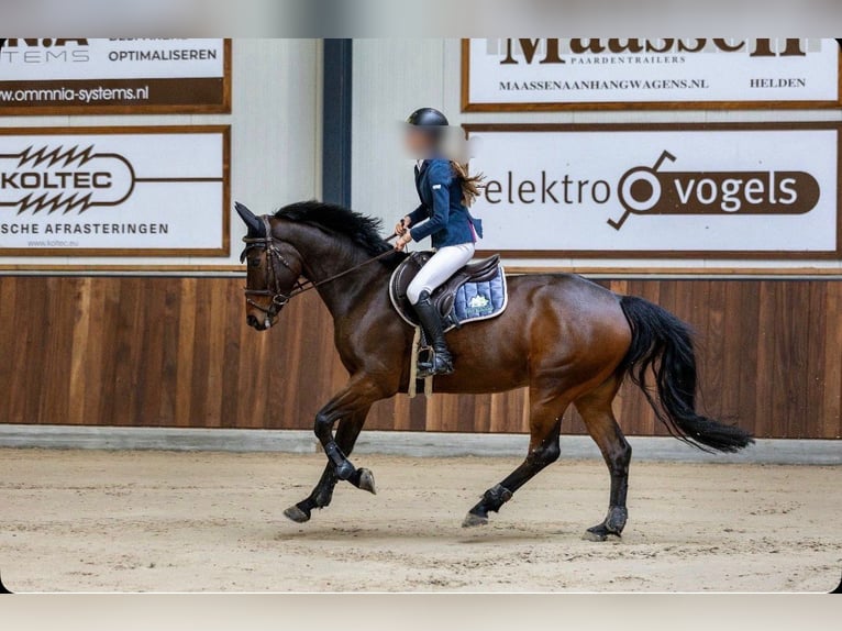 PNR Caballo castrado 7 años 162 cm Castaño oscuro in Leende