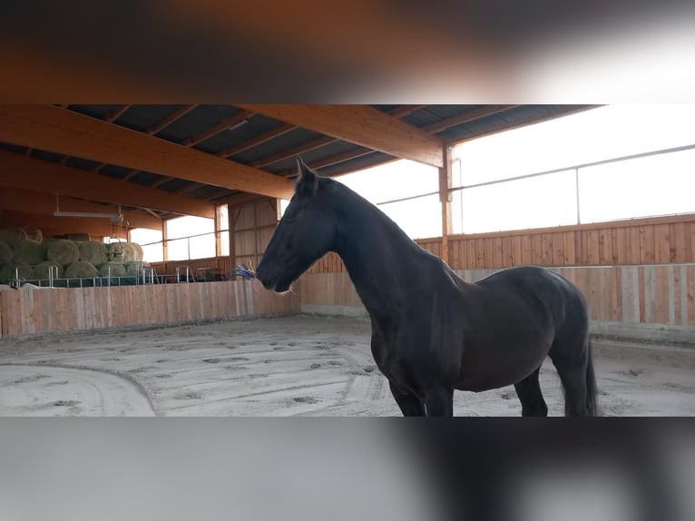 PNR Caballo castrado 7 años 167 cm Morcillo in Zeitz