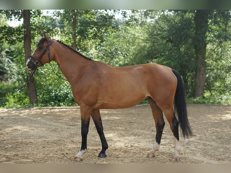 PNR Caballo castrado 7 años Castaño in St. Josefen