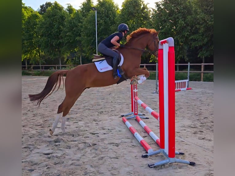 PNR Caballo castrado 8 años 152 cm Alazán in Barchem